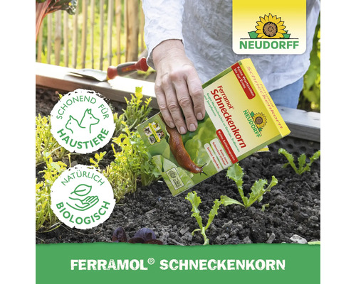 Anwender streut Neudorff Ferramol Schneckenkorn im Garten aus, sicher für Haustiere und biologisch