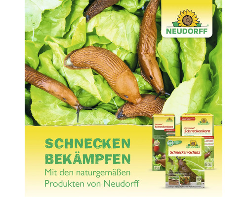 Schnecken auf Salatblättern mit Neudorff Schneckenkornprodukten