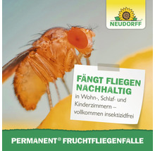 Nahaufnahme einer Fruchtfliege in der Nähe einer Neudorff Permanent Fruchtfliegenfalle