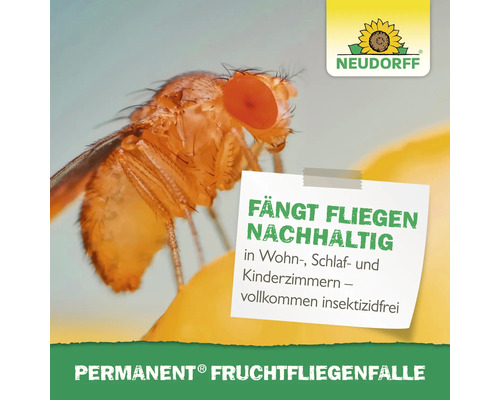 Nahaufnahme einer Fruchtfliege in der Nähe einer Neudorff Permanent Fruchtfliegenfalle