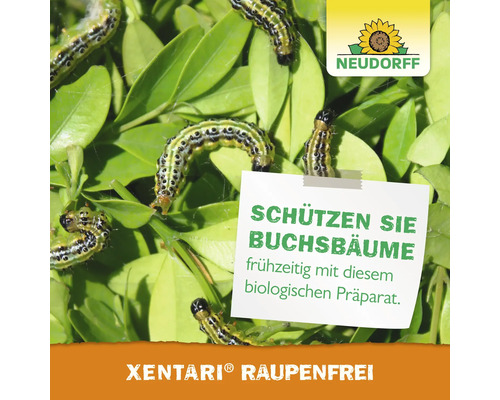 Buchsbaum mit Raupen und Hinweis zum Schutz mit biologischem Präparat. Neudorff Logo
