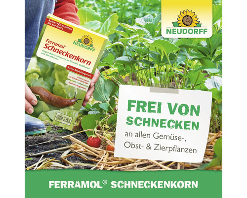 Ferramol Schneckenkorn Packung gegen Nacktschnecken an Gemüse, Erdbeeren und Zierpflanzen im Garten