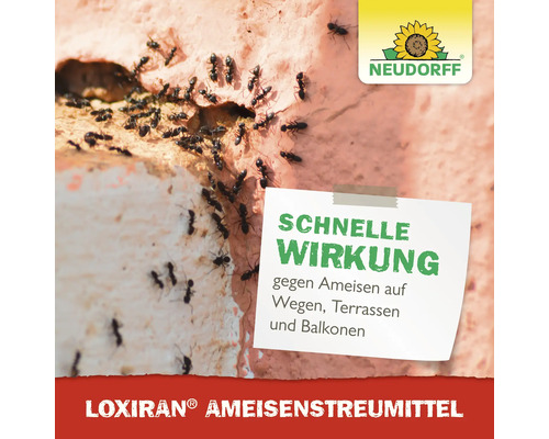Ameisenbefall an einer Hauswand mit dem Hinweis auf schnellen Wirkung des Loxiran Ameisenstreumittels. Neudorff Logo.