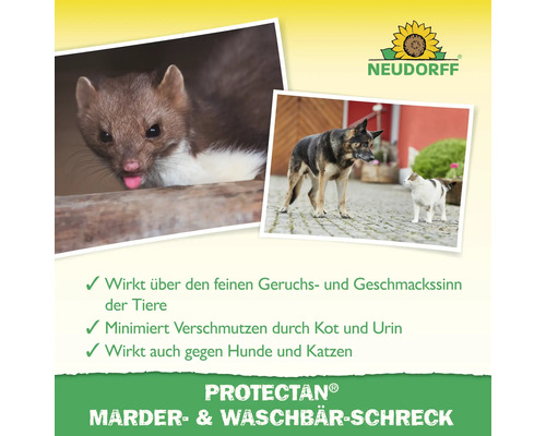 Protectan Marder und Waschbär Schreck Produktinformation mit Marder, Hund und Katze