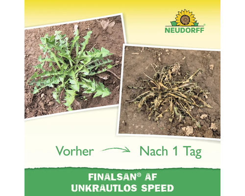 Vorher Nachher Vergleich eines Unkrauts nach der Behandlung mit Unkrautvernichter. Neudorff Logo