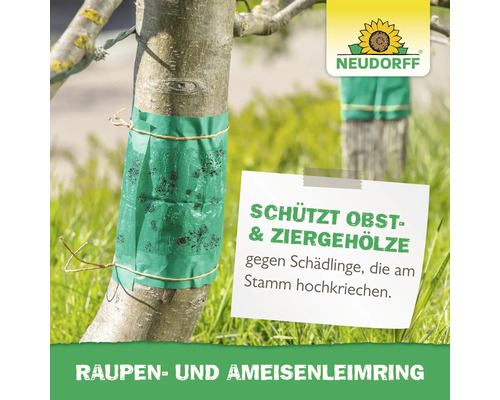 Baumstamm mit Raupenleimring und Hinweis zum Schutz von Obst- und Ziergehölzen