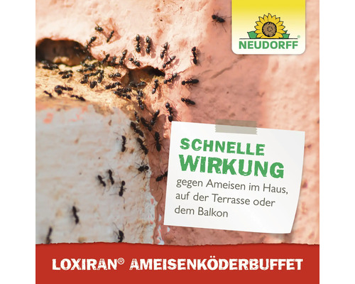 Loxiran Ameisenköderbuffet mit Ameisen an einer Hauswand und Neudorff Logo