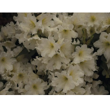 Nahaufnahme von weißen Rhododendronblüten