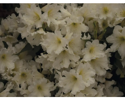 Nahaufnahme von weißen Rhododendronblüten