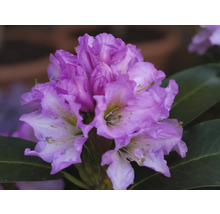 Nahaufnahme einer Rhododendronblüte