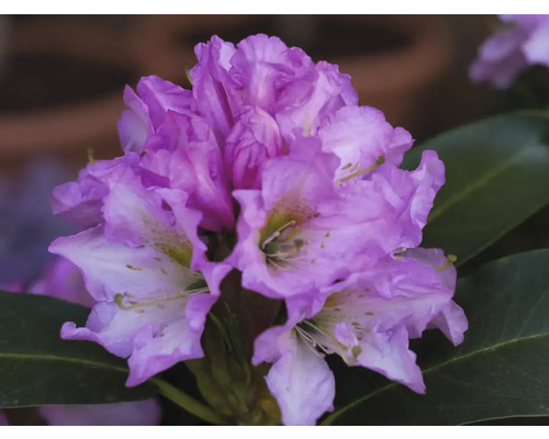 Rhododendron duftend Co 5 L zufällige Sortenauswahl Nahaufnahme einer Rhododendronblüte