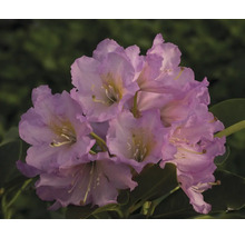 Nahaufnahme einer Blütendolde der Rhododendron Pflanze