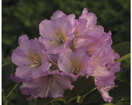 Nahaufnahme einer Blütendolde der Rhododendron Pflanze