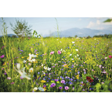 Blühende Wildblumenwiese mit verschiedenen Blumen und Gräsern