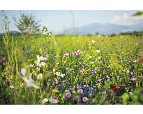 Blühende Wildblumenwiese mit verschiedenen Blumen und Gräsern
