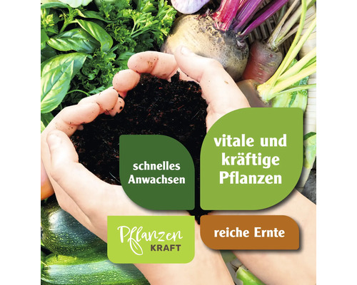 Hände halten Erde vor Gemüse für schnelles Anwachsen und kräftige Pflanzen