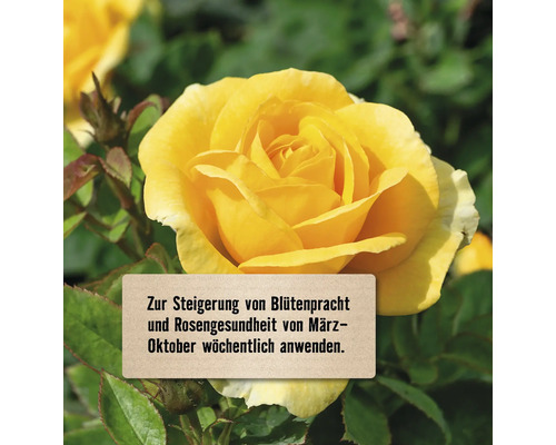 Gelbe Rose mit Hinweis zur wöchentlichen Anwendung von März bis Oktober für mehr Blütenpracht und Rosengesundheit.