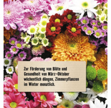 Blumenarrangement mit Pflegehinweis für Zimmerpflanzen