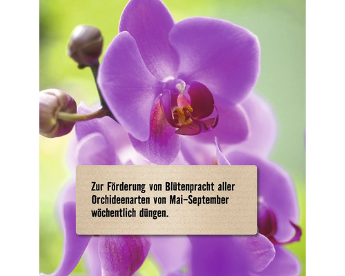 Zur Förderung der Blütenpracht aller Orchideenarten von Mai bis September wöchentlich düngen.