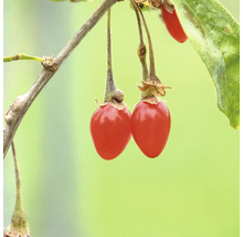 Gojibeeren am Zweig