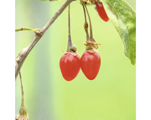 Bio Goji Beere FloraSelf Bio Lycrium barbarum 'Instant Success' ® H ca. 30 cm Co 2 L Gojibeeren am Zweig