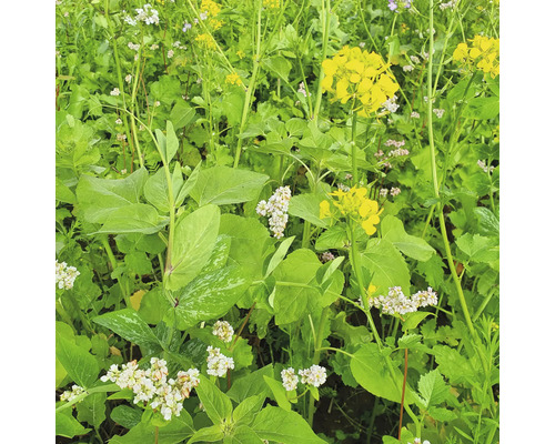 Feld mit Gelbsenf und Buchweizen als Gründüngung