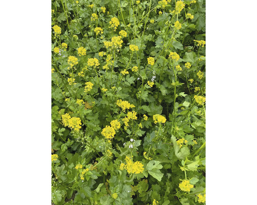 Acker-Senf Pflanzen mit gelben Blüten