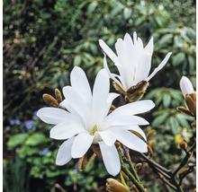 Magnolie FloraSelf Magnolia stellata H ca. 60-70 cm Co 7,5 L