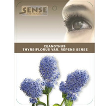 Ceanothus thyrsiflorus var. repens Sense Packung