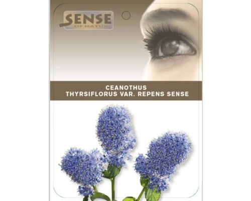 Ceanothus thyrsiflorus var. repens Sense Pflanzenabbildung