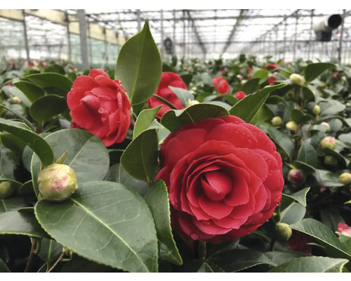 Nahaufnahme von Kamelienblüten in einem Gewächshaus