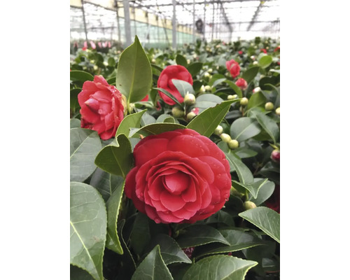 Nahaufnahme von roten Kamelienblüten mit grünen Blättern in einem Gewächshaus.