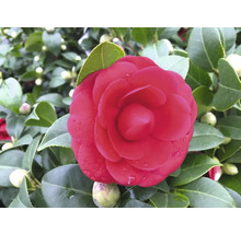 Nahaufnahme einer roten Kamelienblüte mit grünen Blättern