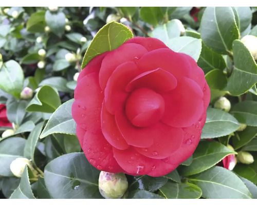 Nahaufnahme einer roten Kamelienblüte mit grünen Blättern