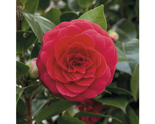 Nahaufnahme einer roten Kamelienblüte