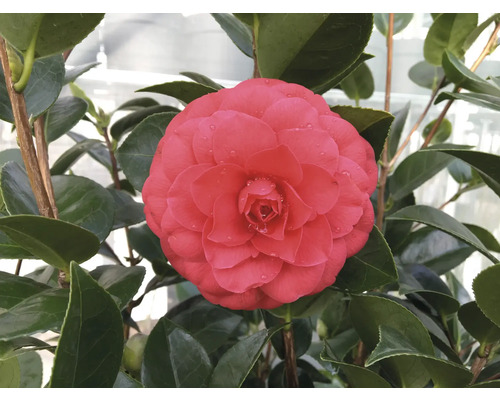 Blühende Kamelie mit Blättern