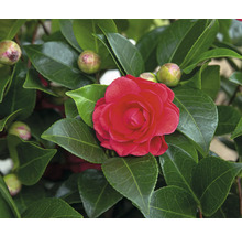 Kamelienblüte mit Blättern und Knospen