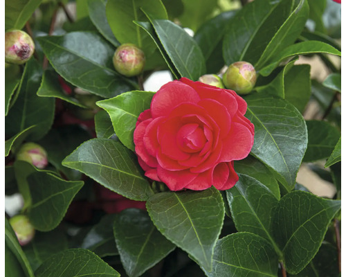 Kamelienblüte mit Blättern und Knospen