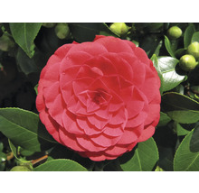 Nahaufnahme einer roten Kamelienblüte mit grünen Blättern