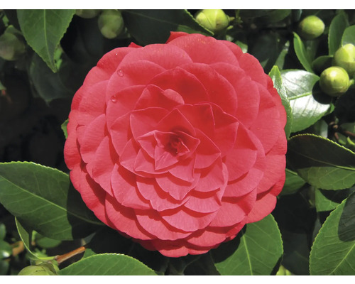 Nahaufnahme einer roten Kamelienblüte mit grünen Blättern