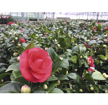 Viele Kamelienpflanzen in einem Gewächshaus mit roten Blüten