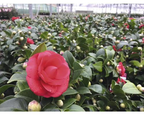 Viele Kamelienpflanzen in einem Gewächshaus mit roten Blüten