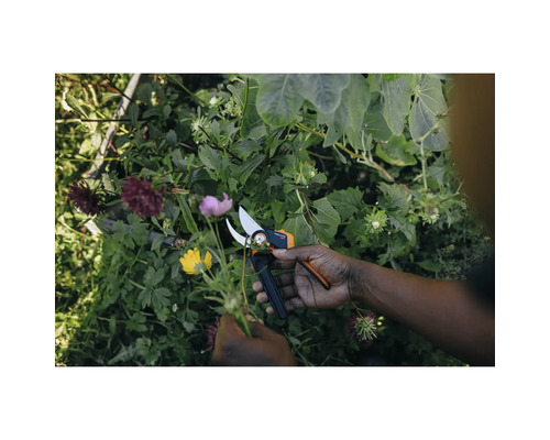 Gartenarbeit mit einer Gartenschere in einem Garten