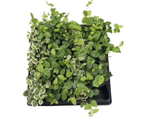 Kletterfeige im Topf