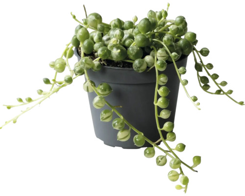 Efeublatt-Zimmerpflanze im Topf