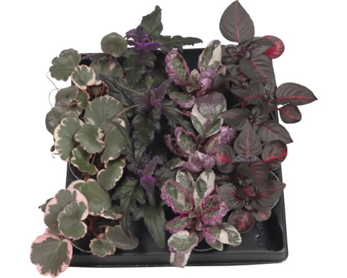 Schale mit verschiedenen Zierpflanzen