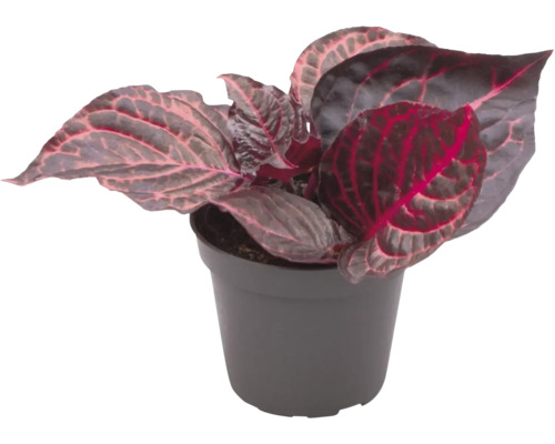 Zimmerpflanze im Topf