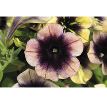 Petunie FloraSelf Petunia RAY-Serie™ 'Shadow' Ø 12 cm Topf