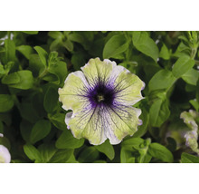 Petunie FloraSelf Petunia AMAZONAS™ Serie 'Plum Cockatoo' Ø 12 cm Topf