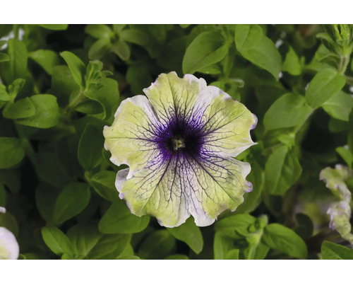 Nahaufnahme einer Petunie mit grün-violetten Blütenblättern